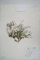 野勿忘草藏品圖，第1張