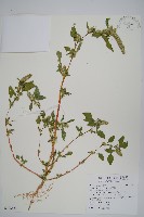 綠穗莧藏品圖，第1張