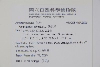 綠穗莧藏品圖，第5張