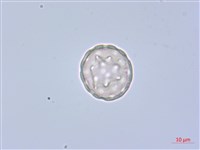 綠穗莧藏品圖，第3張