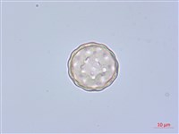 綠穗莧藏品圖，第4張