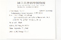 星果佛甲草藏品圖，第2張