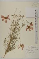 大波斯菊藏品圖，第1張