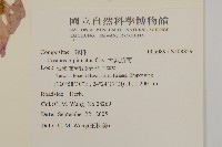 大波斯菊藏品圖，第2張