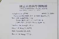 薄葉牛皮消藏品圖，第2張