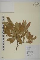 厚葉衛矛, 源一木藏品圖，第1張