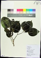 菲律賓朴樹藏品圖，第1張