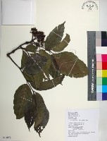 菲律賓火筒樹藏品圖，第1張