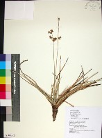 乾溝飄拂草藏品圖，第1張