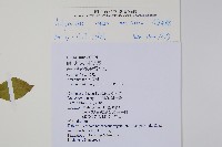 印度牛膝、土牛藤藏品圖，第2張