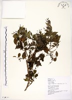 十子木、加入舅藏品圖，第1張