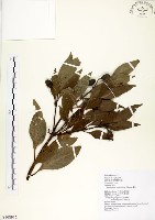 瓊楠藏品圖，第1張