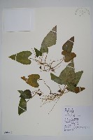 上花細辛藏品圖，第1張