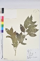 交力坪鐵色藏品圖，第1張