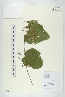 芋葉括樓藏品圖，第1張