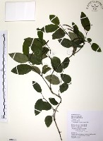 風藤藏品圖，第1張