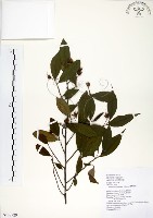 台灣楊桐藏品圖，第1張