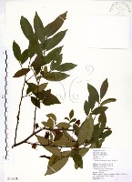 台灣楊桐藏品圖，第1張