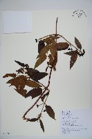 阿里山忍冬、漸尖葉忍冬藏品圖，第1張