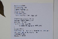 阿里山忍冬、漸尖葉忍冬藏品圖，第2張