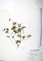 野老鸛草藏品圖，第1張