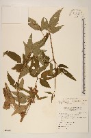 台灣澤蘭藏品圖，第1張