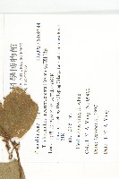 芋葉括樓藏品圖，第2張