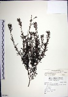 鐵掃帚、千里光藏品圖，第1張