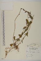 日本假蓬藏品圖，第1張