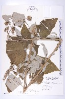 臺灣青木香藏品圖，第1張