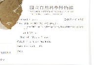 臺灣青木香藏品圖，第2張