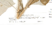 臺灣青木香藏品圖，第3張