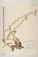 紅面番藏品圖，第1張