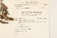 紅面番藏品圖，第2張