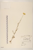 鼠麴草藏品圖，第1張