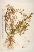 印加孔雀草藏品圖，第1張