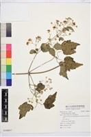 串鼻龍藏品圖，第1張