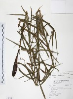 臺灣百合藏品圖，第1張