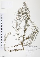 天門冬藏品圖，第1張