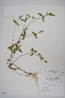 爵床藏品圖，第1張