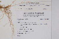 爵床藏品圖，第2張