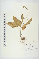 倒吊蓮藏品圖，第1張