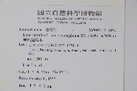 羅氏鹽膚木藏品圖，第2張