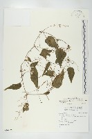 絞股藍藏品圖，第4張