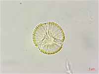 絞股藍藏品圖，第1張