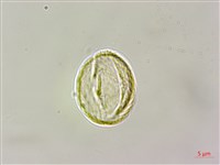 絞股藍藏品圖，第2張