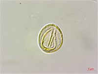 絞股藍藏品圖，第3張