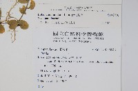 普刺特草藏品圖，第2張