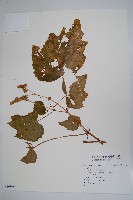 登錄號:S108985藏品圖，第1張