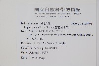 紫花鳳仙花藏品圖，第2張